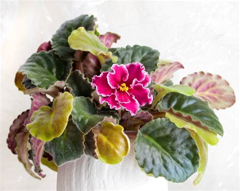 Yes, african violets can be revived. African Violet Leaves Turning Yellow | ThriftyFun