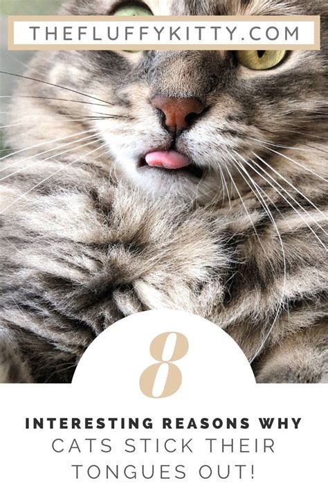 Why does my cat stick out its tongue? Why Do Cats Stick Their Tongues Out? 8 Reasons Why | Cat ...