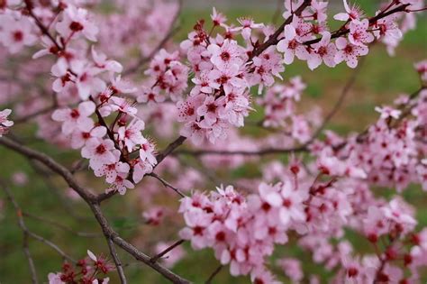The Meaning And Symbolism Of Plum Blossom Cozyhometips
