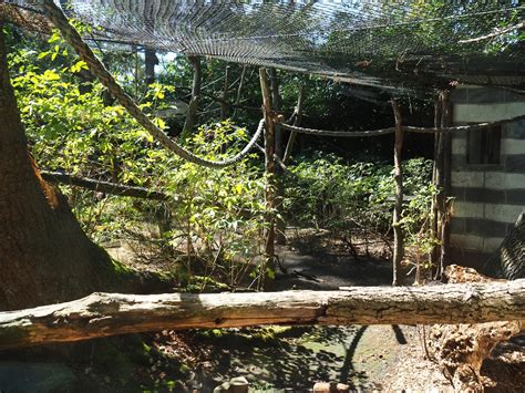 Red Ruffed Lemur Exhibit Zoochat