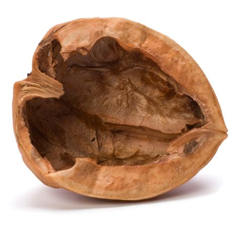Walnut Shell Packaging Type Loose Rs 70 Kg Veenus Dry Fruits Id