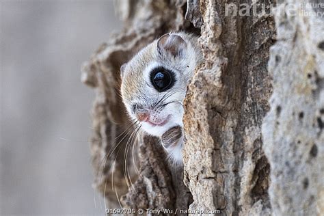 Stock Photo Of Siberian Flying Squirrel Pteromys Volans Orii Peeking