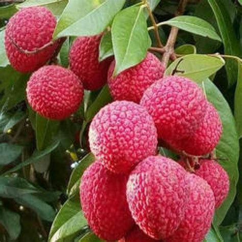 Aliveplant Nursery For All Tree Lovers Muzaffarpur Litchi Air Layered