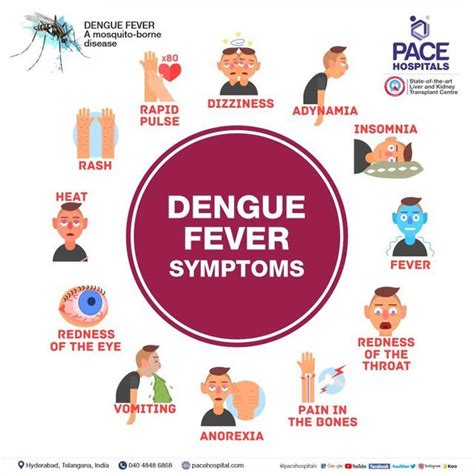 Dengue Fever Causes Symptoms Prevention And Treatment