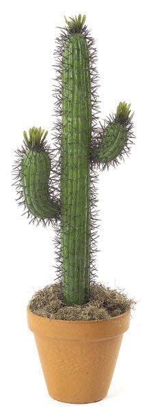 — choose a quantity of large real cactus for sale. Pin on Cactus- Artificial