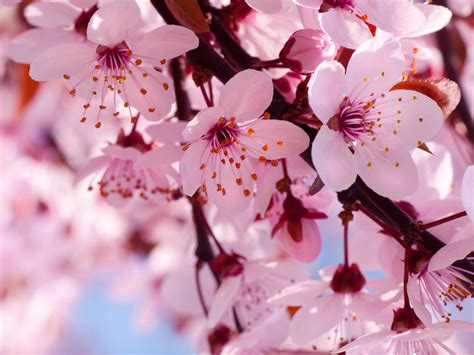 Blooming Pink Cherry Blossom Pink Color Wallpaper Fanpop Page