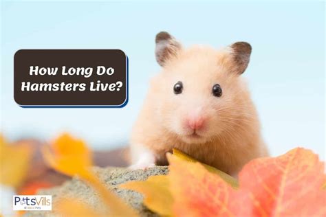 How Long Do Hamsters Live Guide To Your Pet S Lifespan