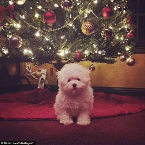 Demi Lovato Debuts Her New Puppy Buddy And Signs Him Up To Twitter