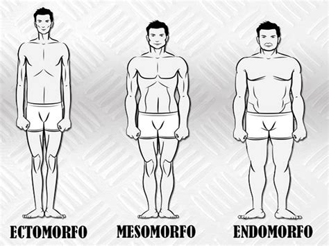 Somatotipos Ectomorfo Mesomorfo Y Endomorfo