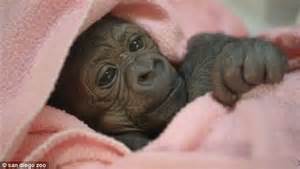 Baby Gorilla Born By A Rare C Section At The San Diego Zoo