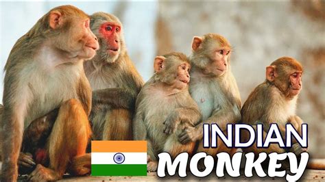 The Indian Monkey Funny Moment Capture Youtube