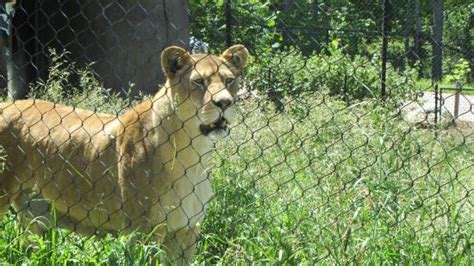 Lion Picture Of Seneca Park Zoo Rochester Tripadvisor