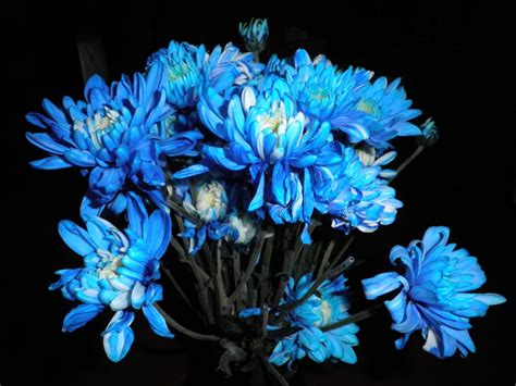 Chrysanthemum Blue Flowers Blue Flower Names Types Of