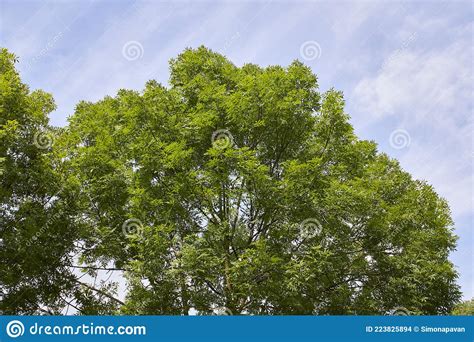Fraxinus Excelsior Branch Close Up Stock Photo Image Of Italy Common