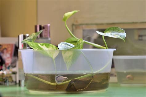 The more light that is provided the more add your top live plants for a betta fish tank in the comments! What Types Of Plants Do Betta Fish Like - Ideas For A Fish ...