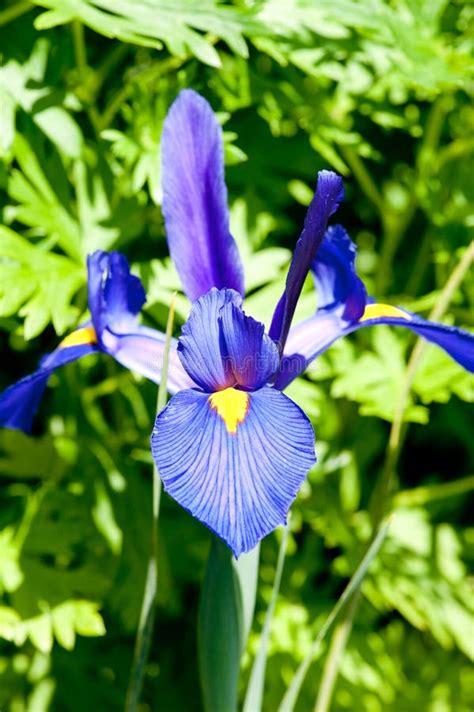 Blue Iris Flower Stock Photo Image Of Garden Pistils 55599796