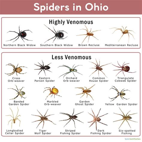 Spiders In Ohio List With Pictures