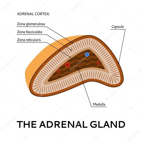 La glándula suprarrenal esquema médico ilustración desde el punto de