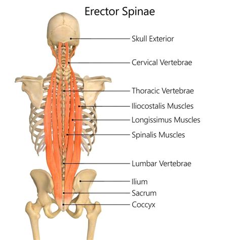 Erector Spinae Muscle Anatomy Origin Insertion Function