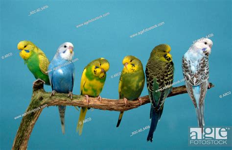 Young Budgerigars Melopsittacus Undulatus Budgie Stock Photo Picture