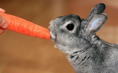 Carrots Are Bad For Rabbits Rspca Says Telegraph