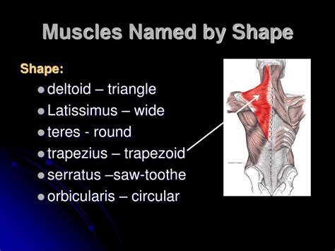 Latissimus dorsi is the name of the large muscles that run from under your arms, across your sides, and then across the middle of your back. PPT - Characteristics Used to Name Skeletal Muscles ...