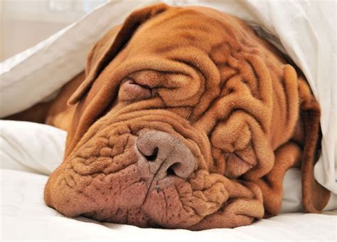9 Wrinkly Dog Breeds Dogs With Wrinkly Faces We Love Mastiff Breeds