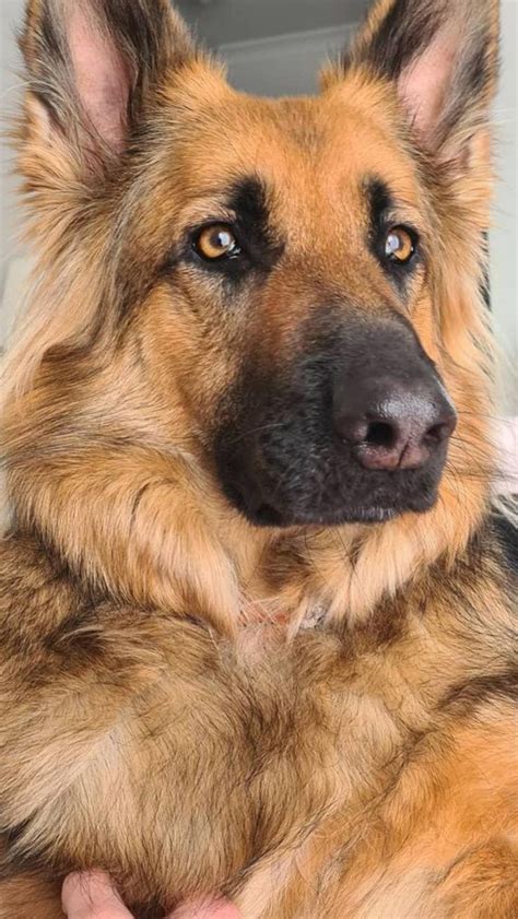 Top Smartest German Shepherds Dogs In The World An Immersive Guide By