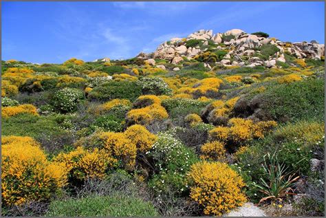 A biome is not an ecosystem, although in a way it can look like a massive ecosystem. Maquis/ Macchie shrubland is a shrubland biome in the ...
