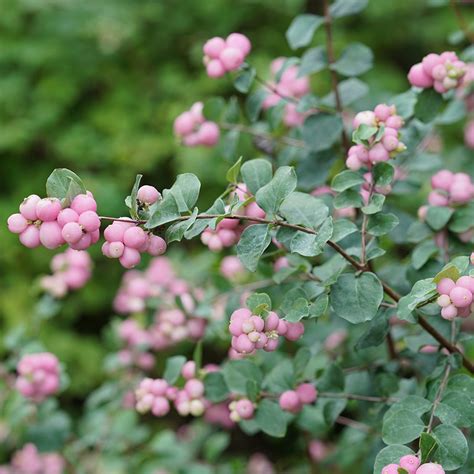 5 Berry Covered Plants For Fall And Winter Interest