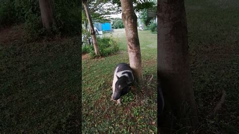 Pig Scratching Back Against Tree 豬怎麼搔背 Youtube