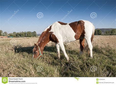 pinto horse stock photo image  copse harvest horse