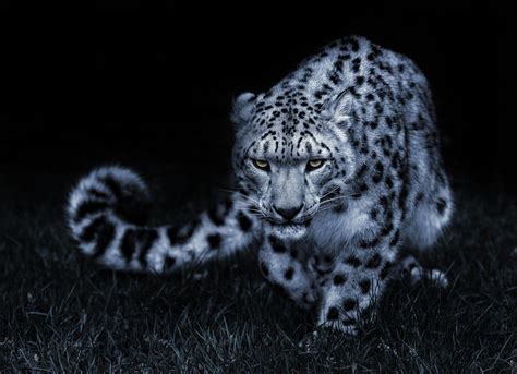 Snow Leopard Wallpaper Hd Blue Eyes