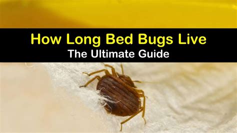 How Long Bed Bugs Live The Ultimate Guide