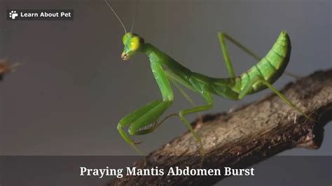Praying Mantis Abdomen Burst 9 Important Facts 2023