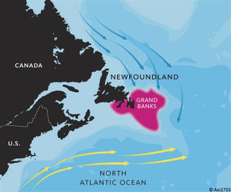 Collapse Of The Grand Banks Cod Fishery British Sea Fishing