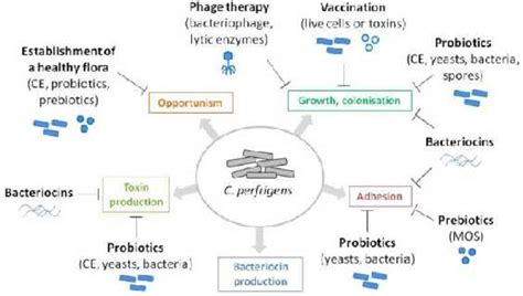 Clostridium Perfringens Pathogenesis