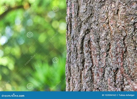 Tree Bark Forest Background Stock Photo Image Of Nature Colorful