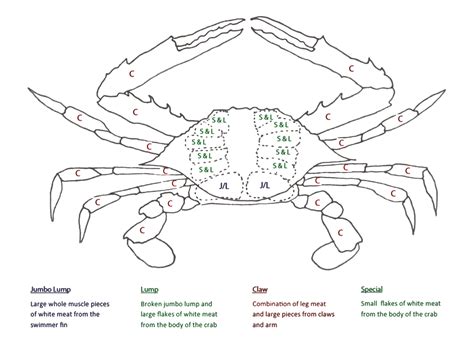 Blue Crab Diagram Louisiana Fisheries Dozorisozo