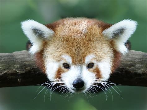 Cute Baby Red Pandas Wallpapers Top Free Cute Baby Red