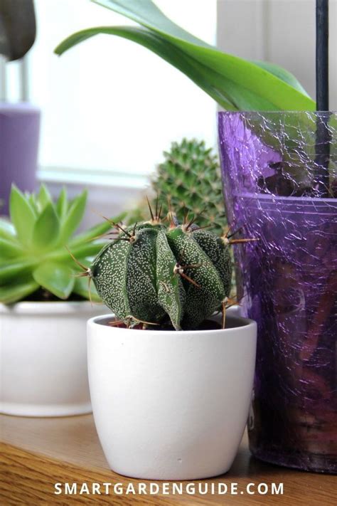 We know they need water because they're plants, but at the same time we've been told not to give them too much water because they're from the desert! All about cactus care, cactus houseplants, cactus flowers ...