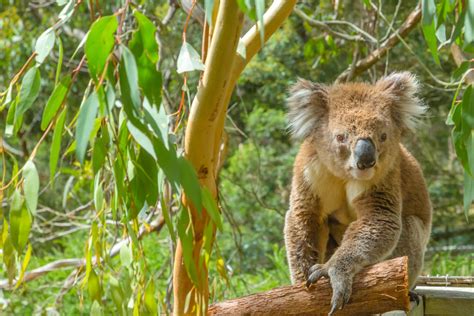 De la ceafa de porc la vita din america de sud, la metro ai peste 1000 de articole de carne pentru meniul perfect. Australia-Noua Zeelanda 2021 - Circuite - Interra Travel