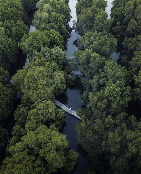 Menikmati Indahnya Hutan Mangrove di Desa Muara Teluk 