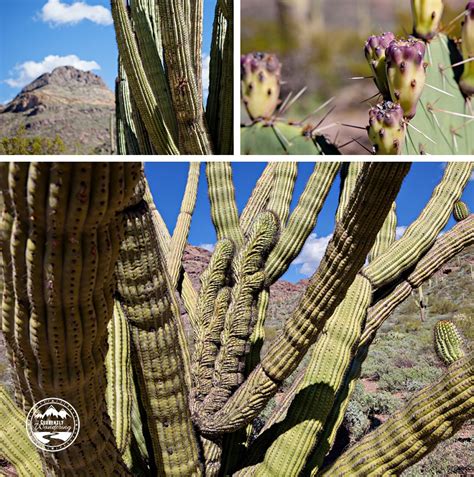 Organ pipe cacti are extremely sensitive to frost and can only be found within the united states in this narrow sliver of extreme southern arizona. My Obsession With Cactus Gets Even Stronger - Organ Pipe ...