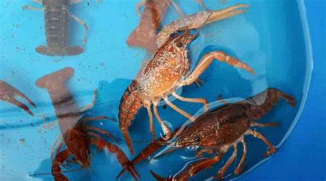 Breeding Crayfish From Home A Guide To How It Works
