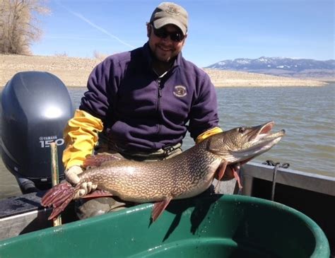 2014 Canyon Ferry Reservoir Spring Spawning Survey Update 1 Montana