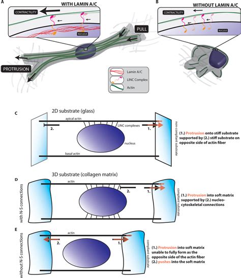 Nucleus Cytoskeleton Connections Are Essential To 3d Migration A And