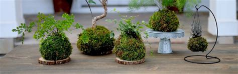 We did not find results for: Kokedama - I mini bonsai volanti giapponesi nel 2020 ...