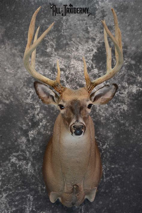 Whitetail Deer Taxidermy Shoulder Mount For Sale Sku 1658 All Taxidermy