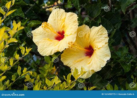 Garden Nature Flower Of Hibiscus Yellow Flower Stock Image Image Of